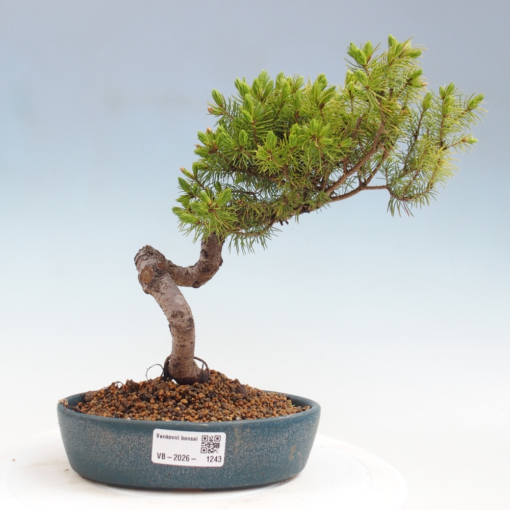 Bonsai da esterno - Abete rosso - Picea glauca globo