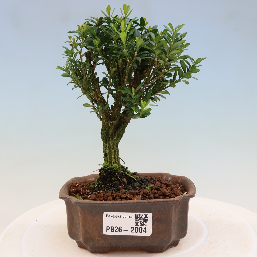 Camera bonsai - Buxus harlandii - buxus da sughero