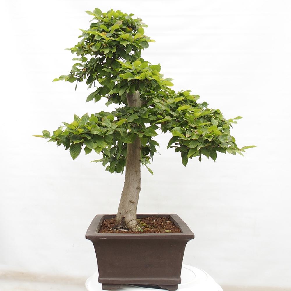Bonsai da esterno - Carpino - Carpinus betulus