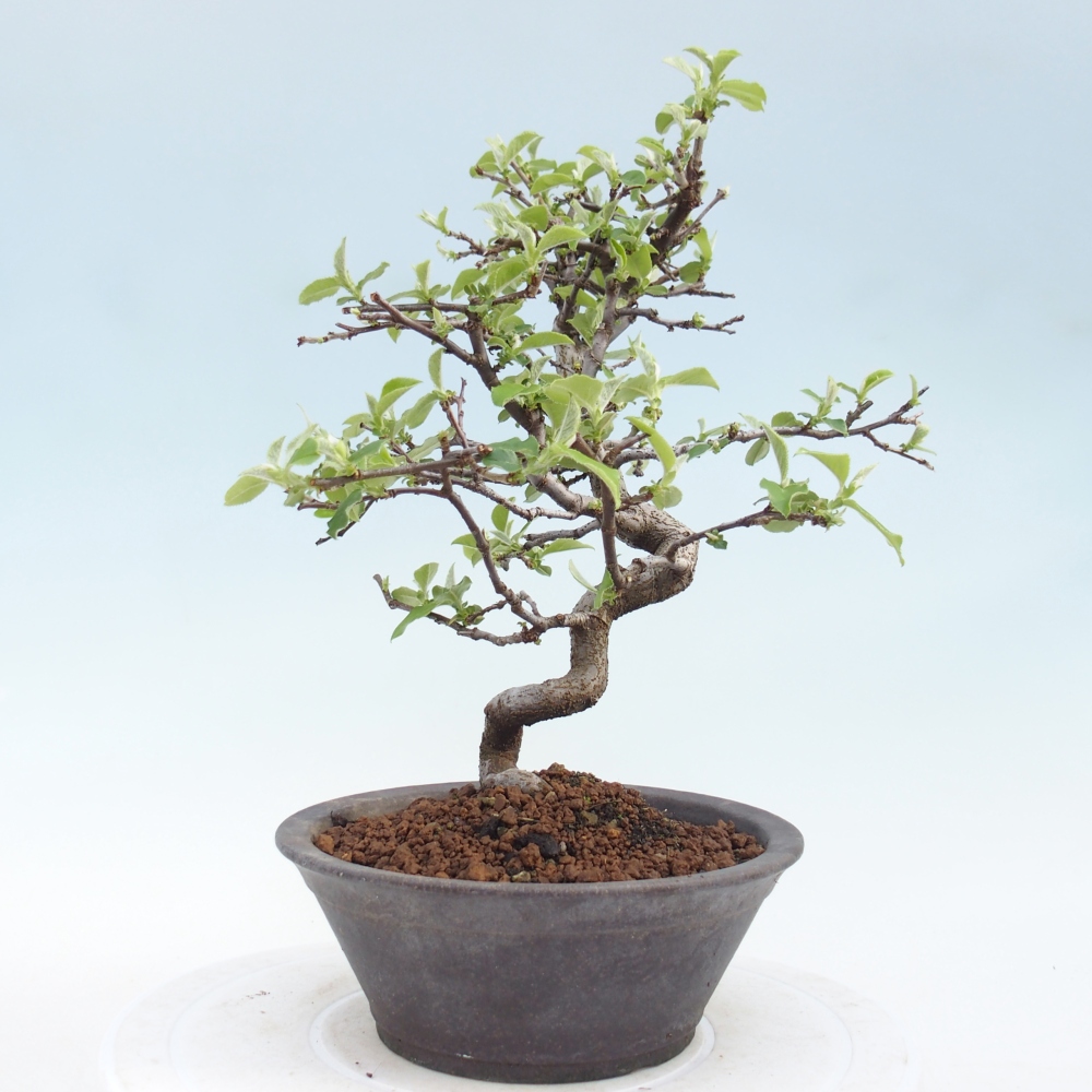 Bonsai da esterno - Chaneomeles chinensis