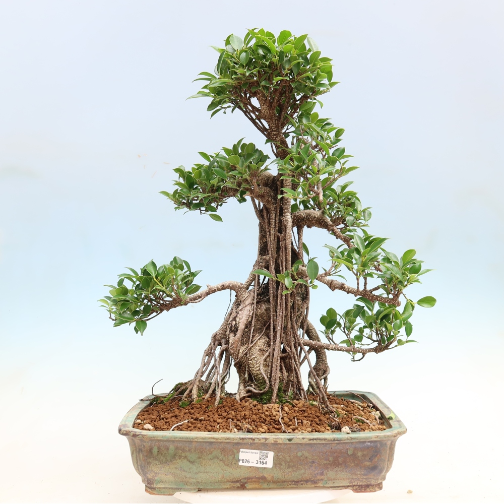 Camera bonsai - Ficus kimmen - ficus a foglie piccole