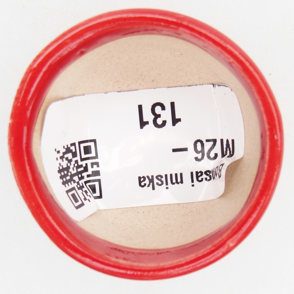 Mini bonsai 4 x 4 x 2,5 cm, colore rosso