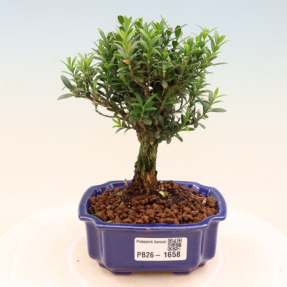 Camera bonsai - Buxus harlandii - buxus da sughero