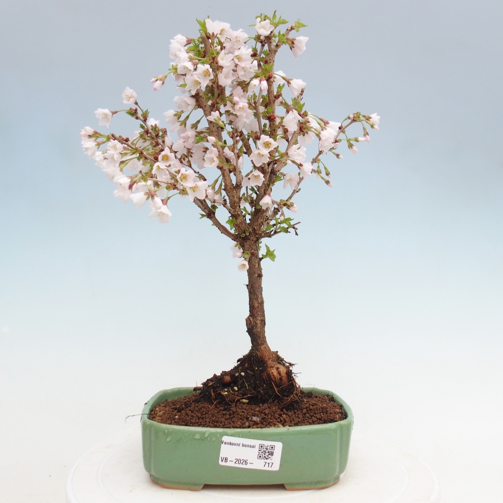 Bonsai da esterno - Prunus incisa Kojou-no mai-Plivon ritagliato