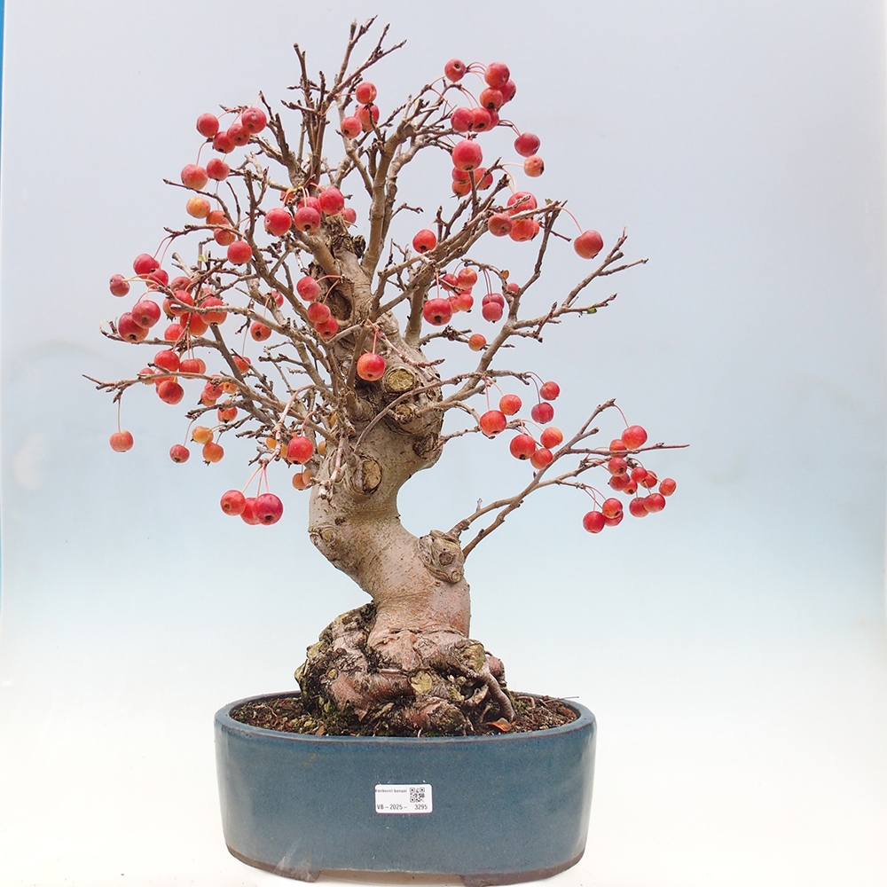 Bonsai da esterno -Malus halliana - Melo a frutto piccolo