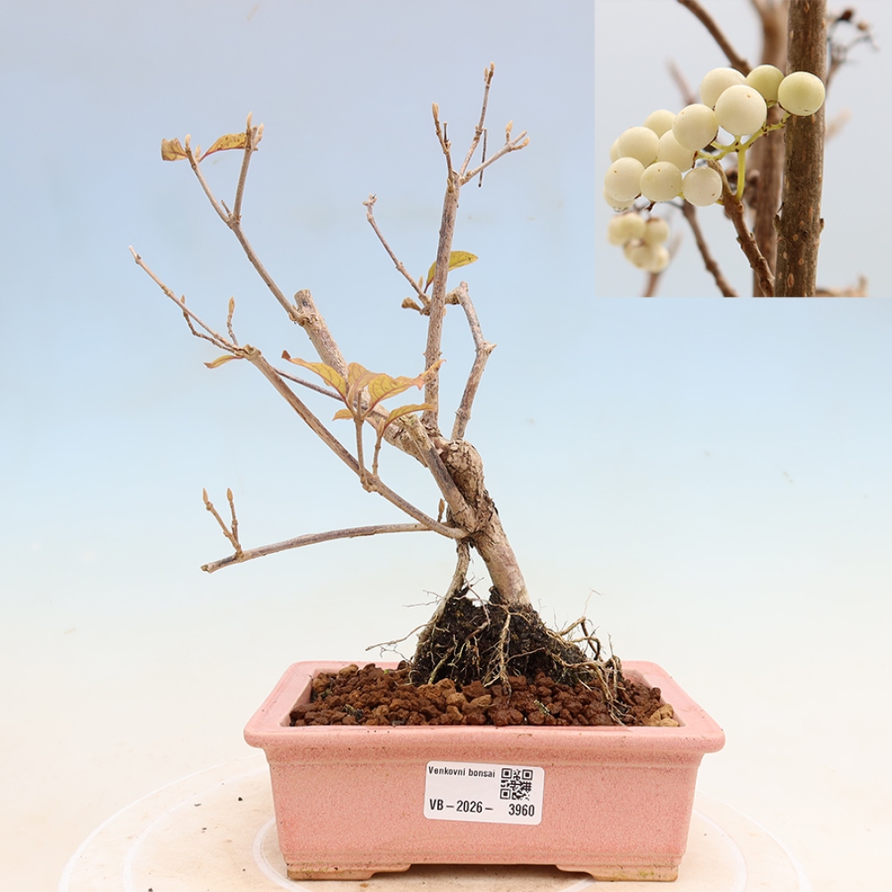 Bonsai da esterno - Callicarpa bodinieri Snowqueen - Callicarpa