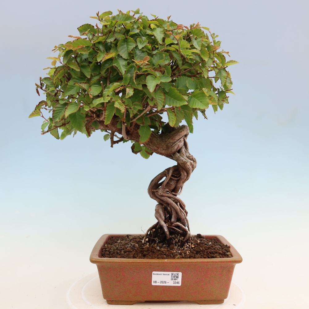 Bonsai da esterno -Carpinus Coreana - Carpino coreano