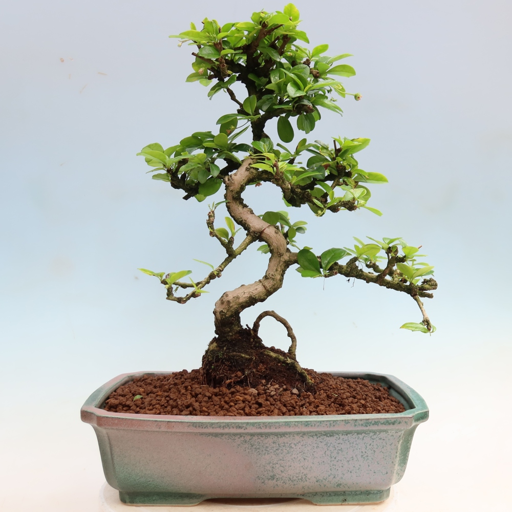 Camera bonsai - Carmona macrophylla - Tea fuki