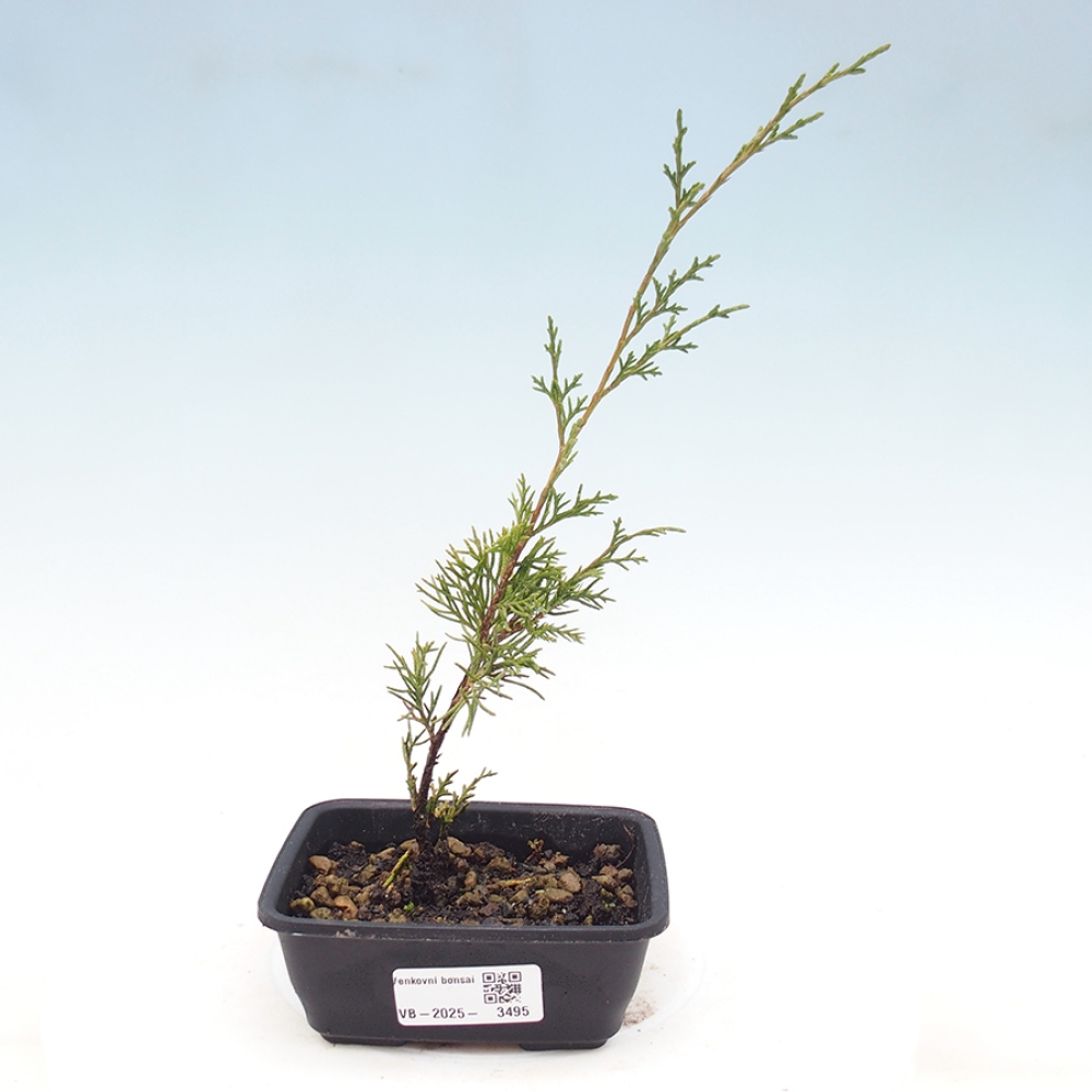 Bonsai da esterno - Juniperus chinensis Itoigawa