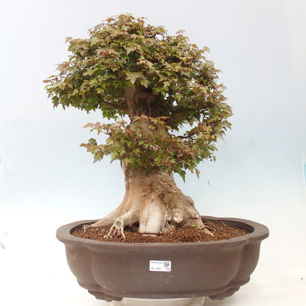 Bonsai da esterno - Acer Buergerianum - Acero di Burger
