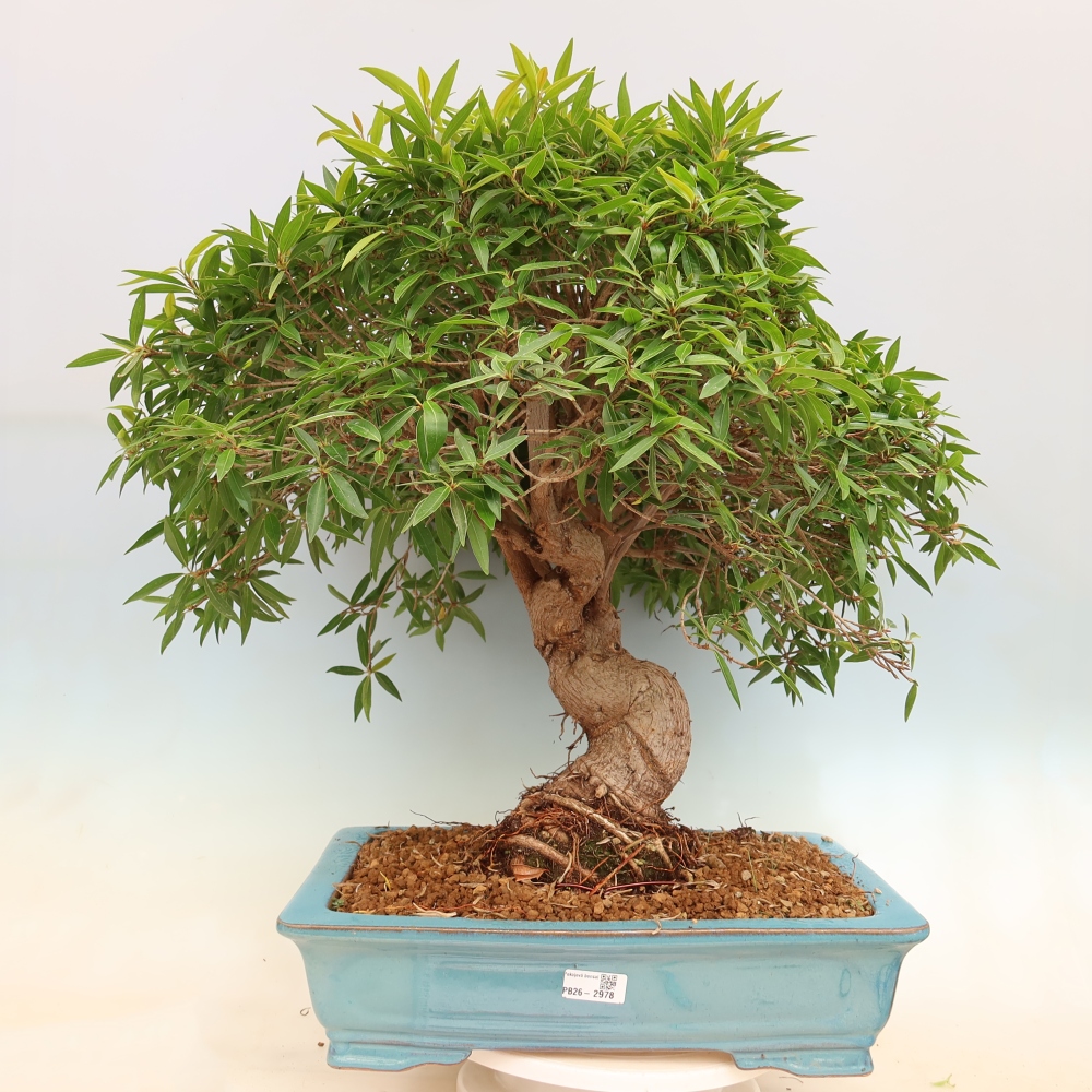 Camera bonsai - Ficus nerifolia - ficus a foglie piccole