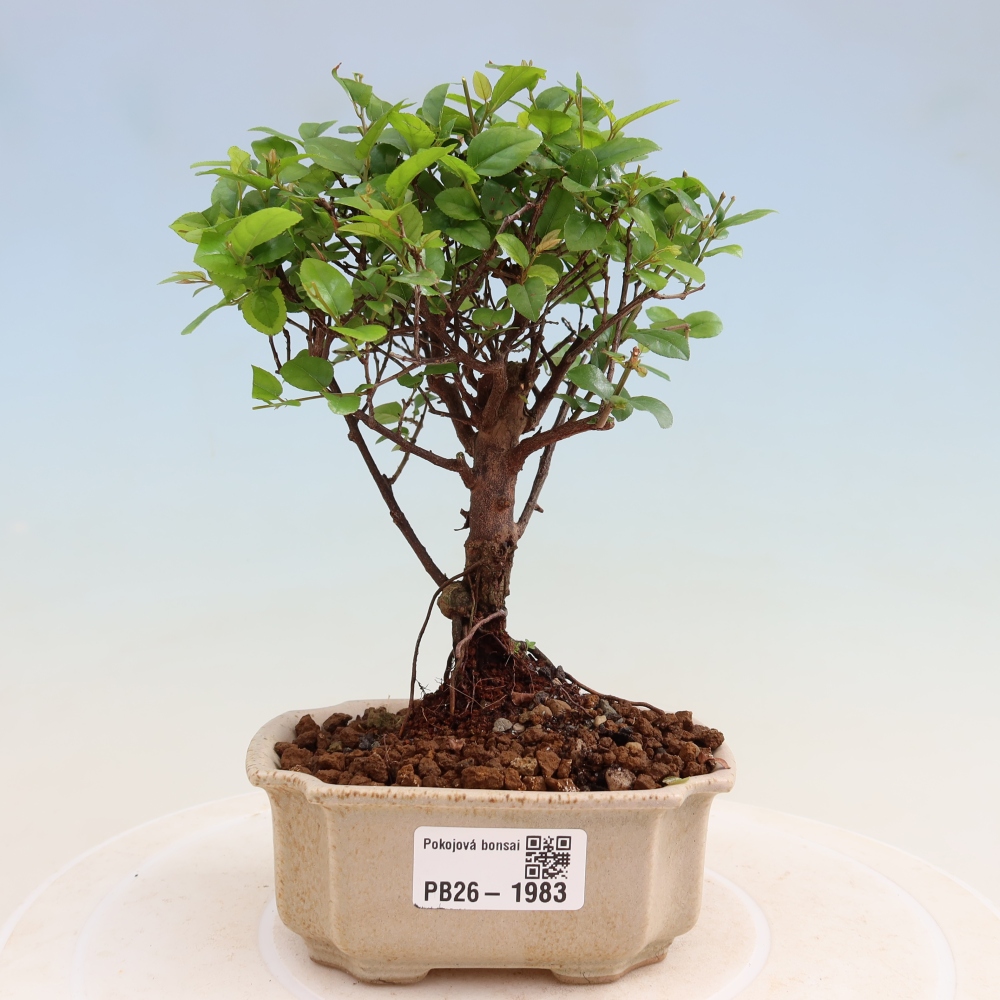 Camera bonsai - Sageretia thea - Sageretia thea