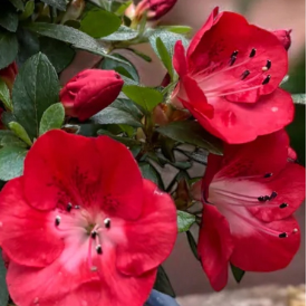 Bonsai da esterno - Azalea giapponese - Azalea Benibeni