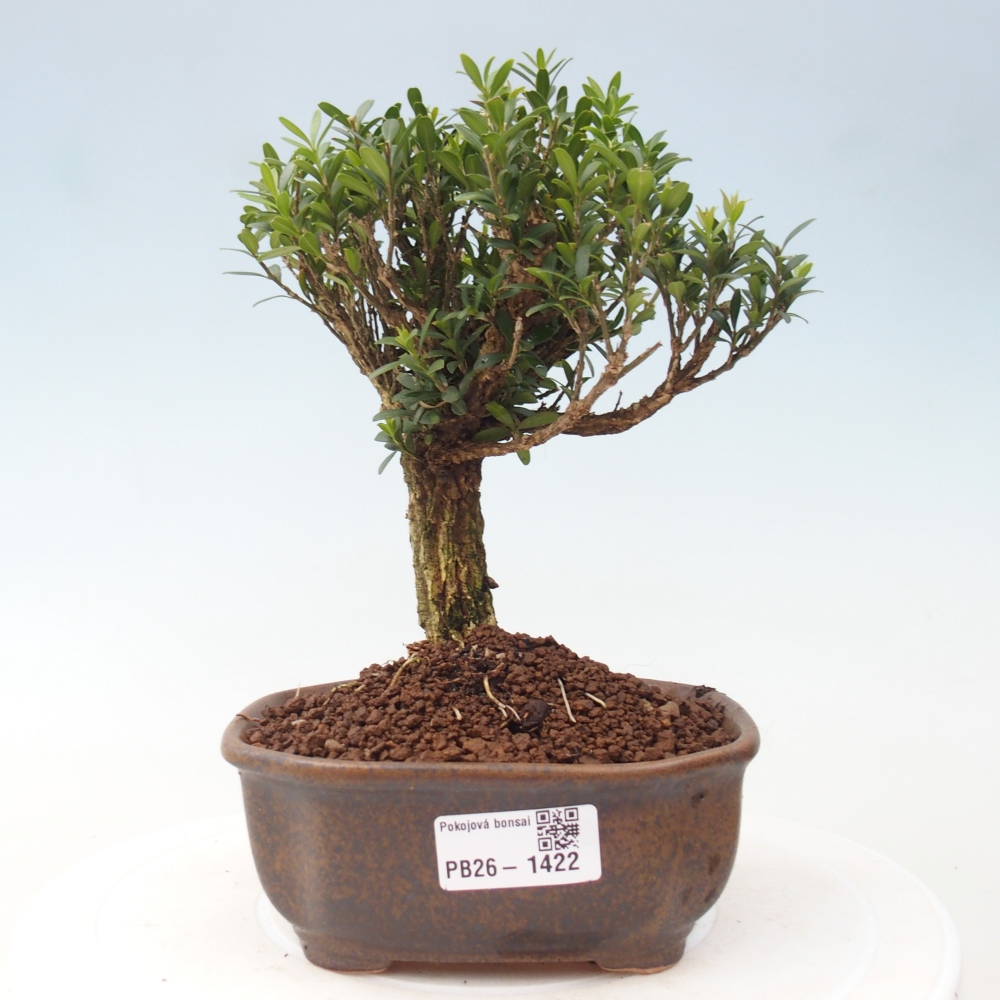 Camera bonsai - Buxus harlandii - buxus da sughero