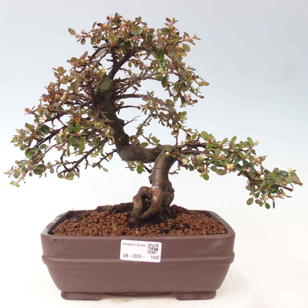 Bonsai da esterno - Cotoneaster dammeri - Roccia di Damer