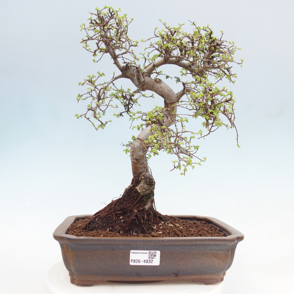 Camera bonsai - Ulmus parvifolia - Olmo a foglie piccole