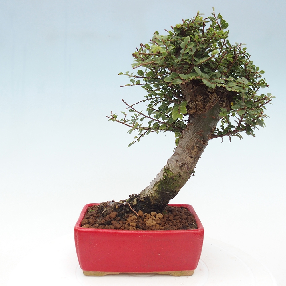 Bonsai da esterno - Ulmus parvifolia Hokkaido - Olmo cinese