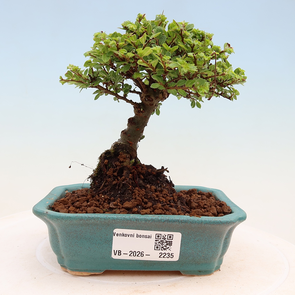 Bonsai da esterno - Ulmus parvifolia Sagei - Olmo a foglie piccole