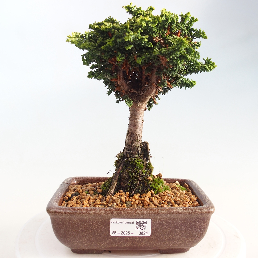 Bonsai da esterno - Cham. obtusa SEKKA HINOKI - Cipresso