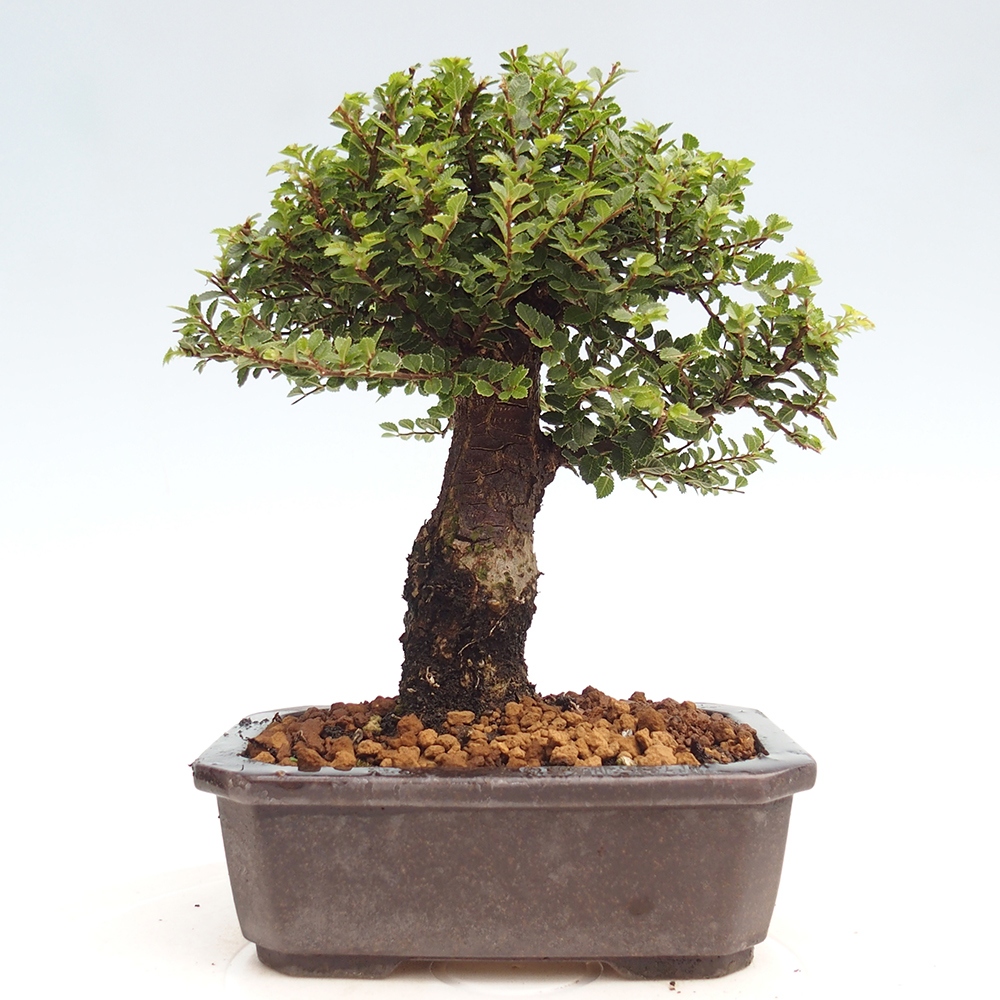 Bonsai da esterno - Ulmus parvifolia Hokkaido - Olmo cinese