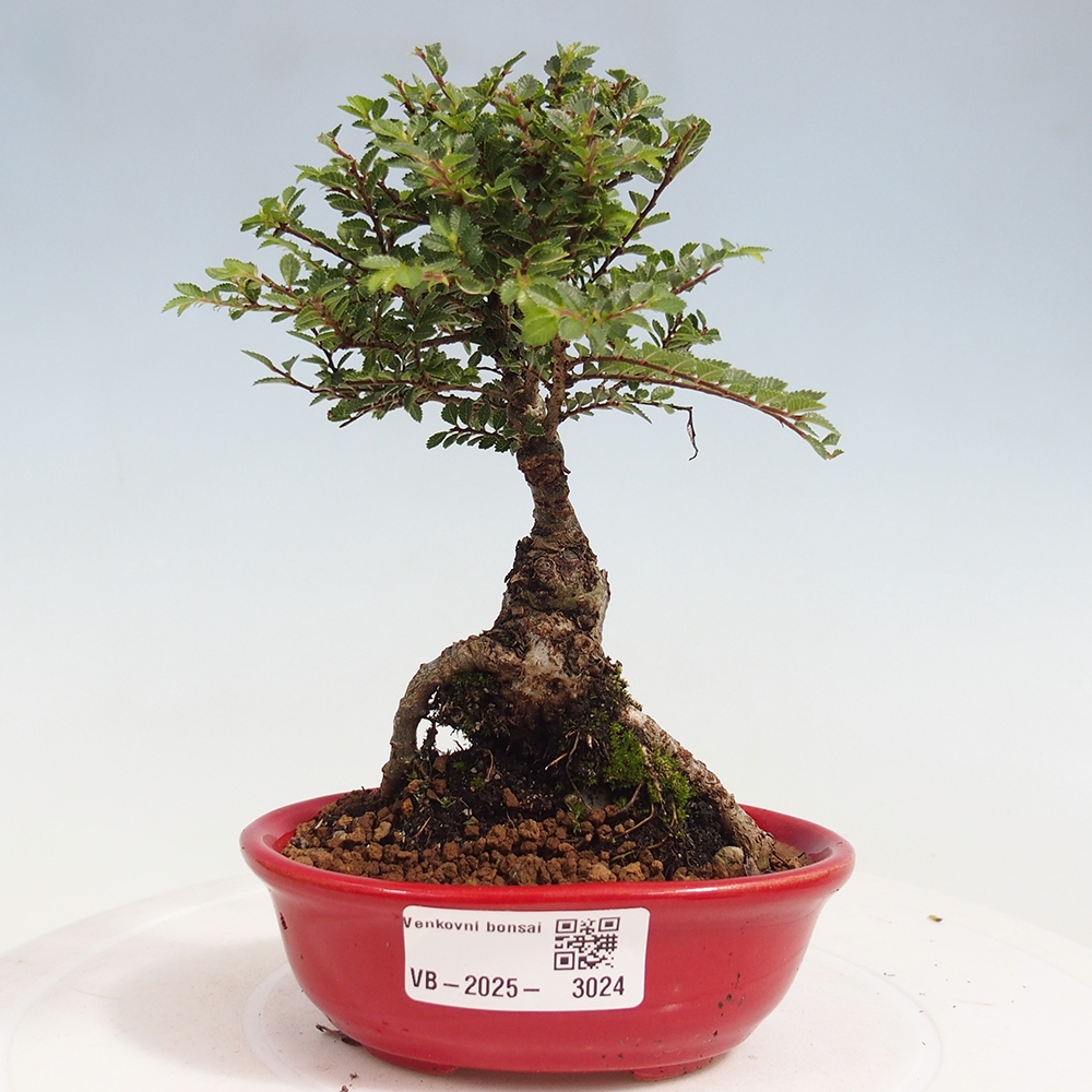 Bonsai da esterno - Ulmus parvifolia Sagei - Olmo a foglie piccole
