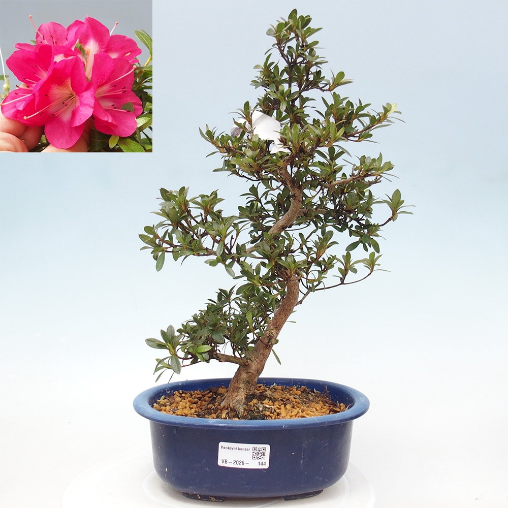 Bonsai da esterno - Azalea giapponese - Azalea Reiko
