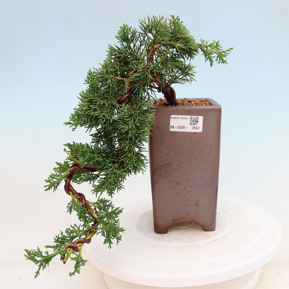 Bonsai da esterno - Juniperus chinensis Kishu