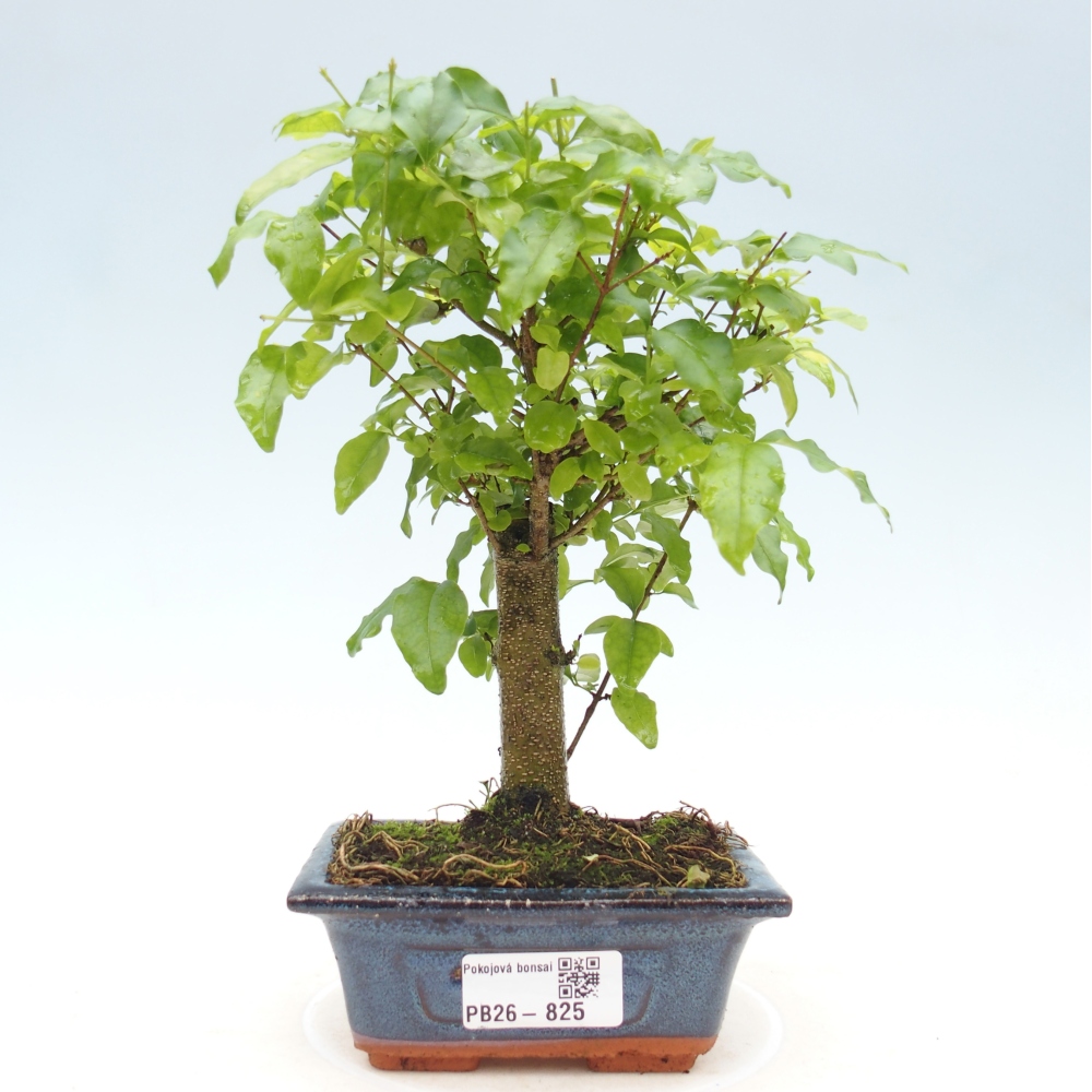 Camera bonsai -Ligustrum chinensis - Becco d'uccello