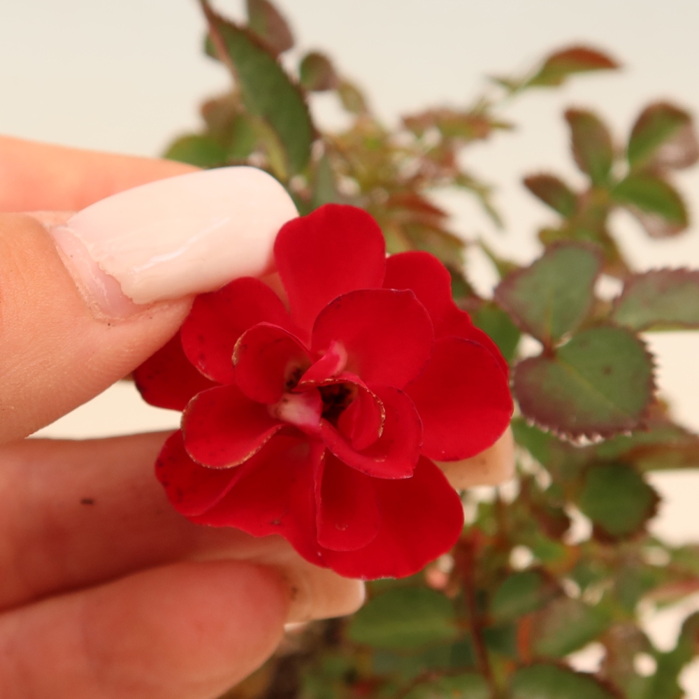 Bonsai da esterno - Rosa Kordes - rosa