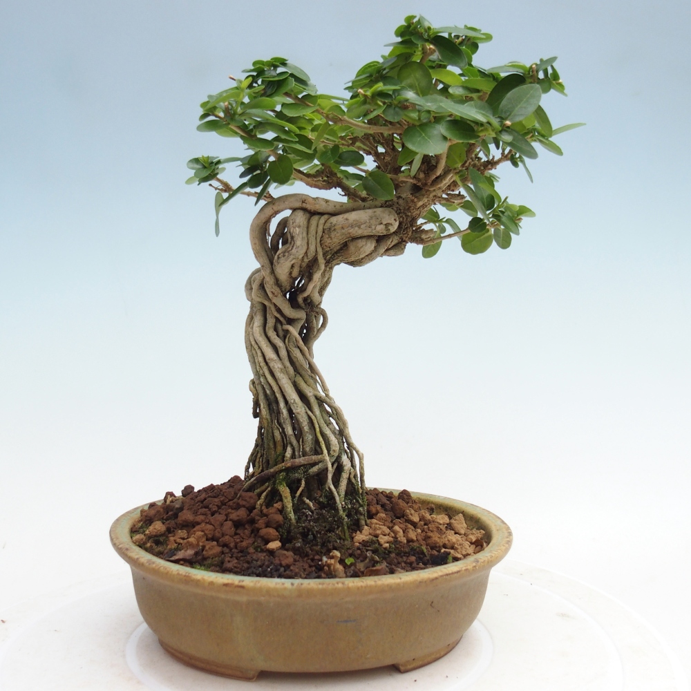 Bonsai da interno - Premna serratifolia - Kozlovna malolista
