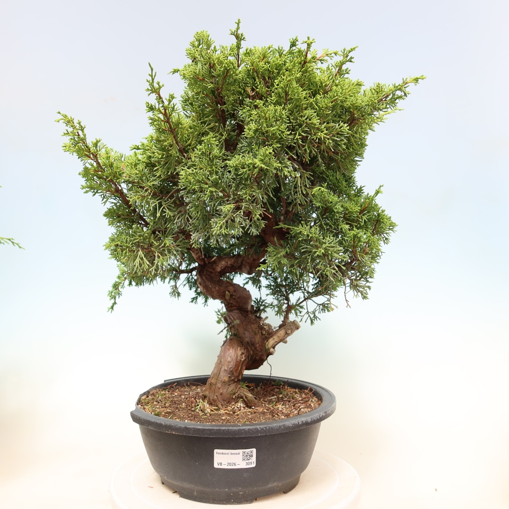Bonsai da esterno - Juniperus chinensis Itoigawa-Juniperus chinensis