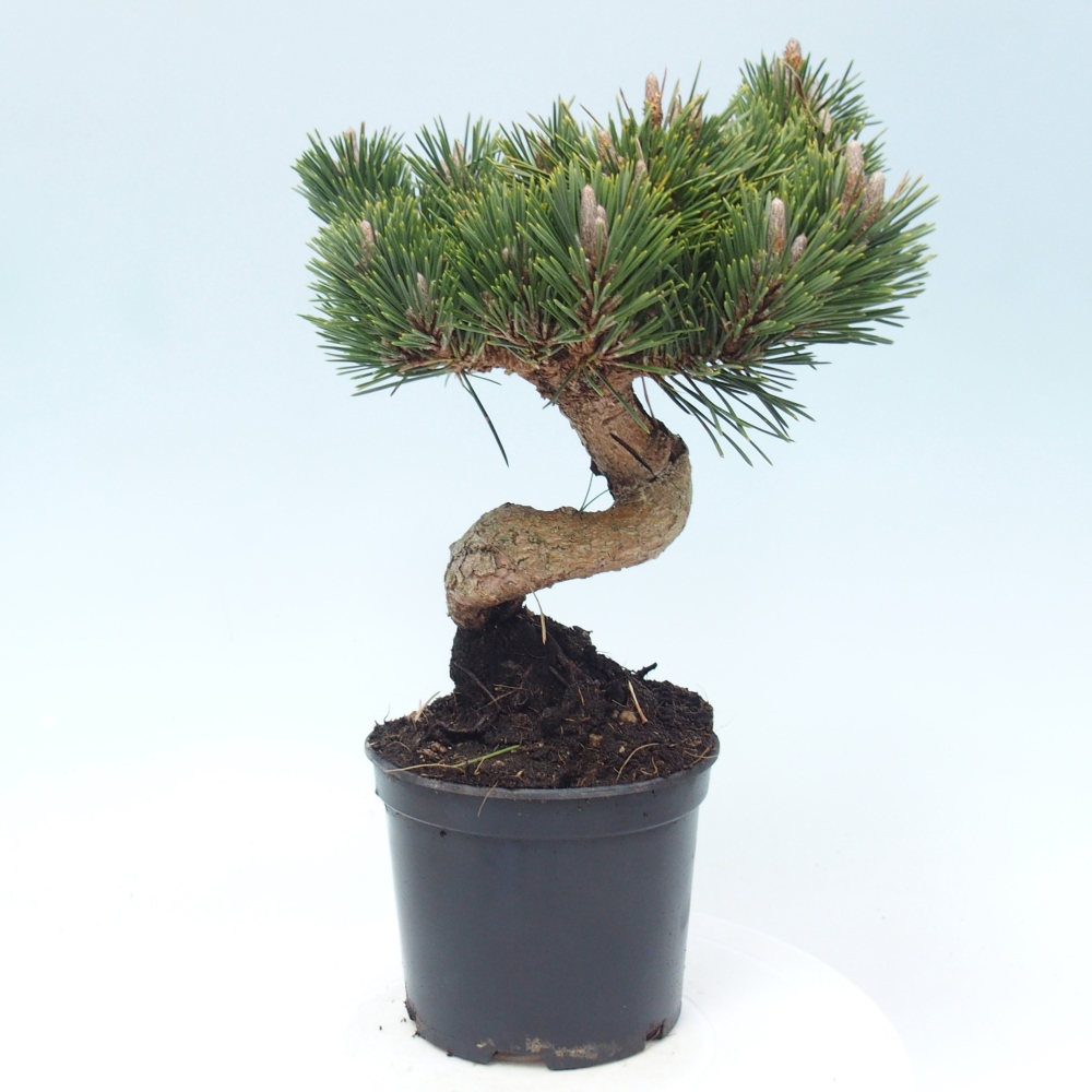 Bonsai da esterno - Pinus thunbergii senjyumaru - Pino di Thunberg