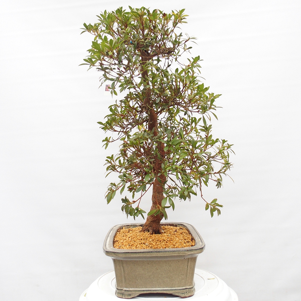 Bonsai da esterno - Azalea giapponese - Azalea Haruurara