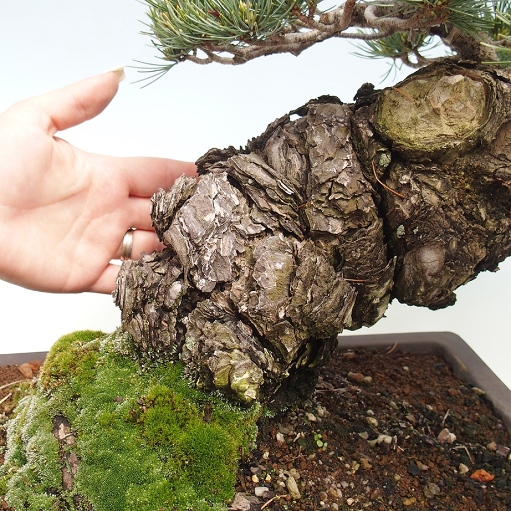 Bonsai da esterno - Pinus parviflora - Pinus parviflora