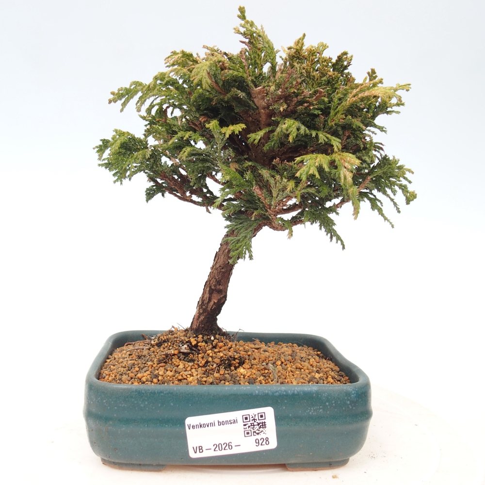 Bonsai da esterno - Cham.pis Parslori - Cipresso
