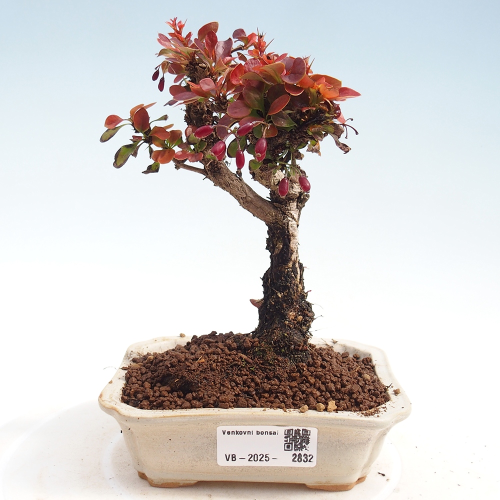 Bonsai da esterno - Berberis Thunbergii Bagatelle