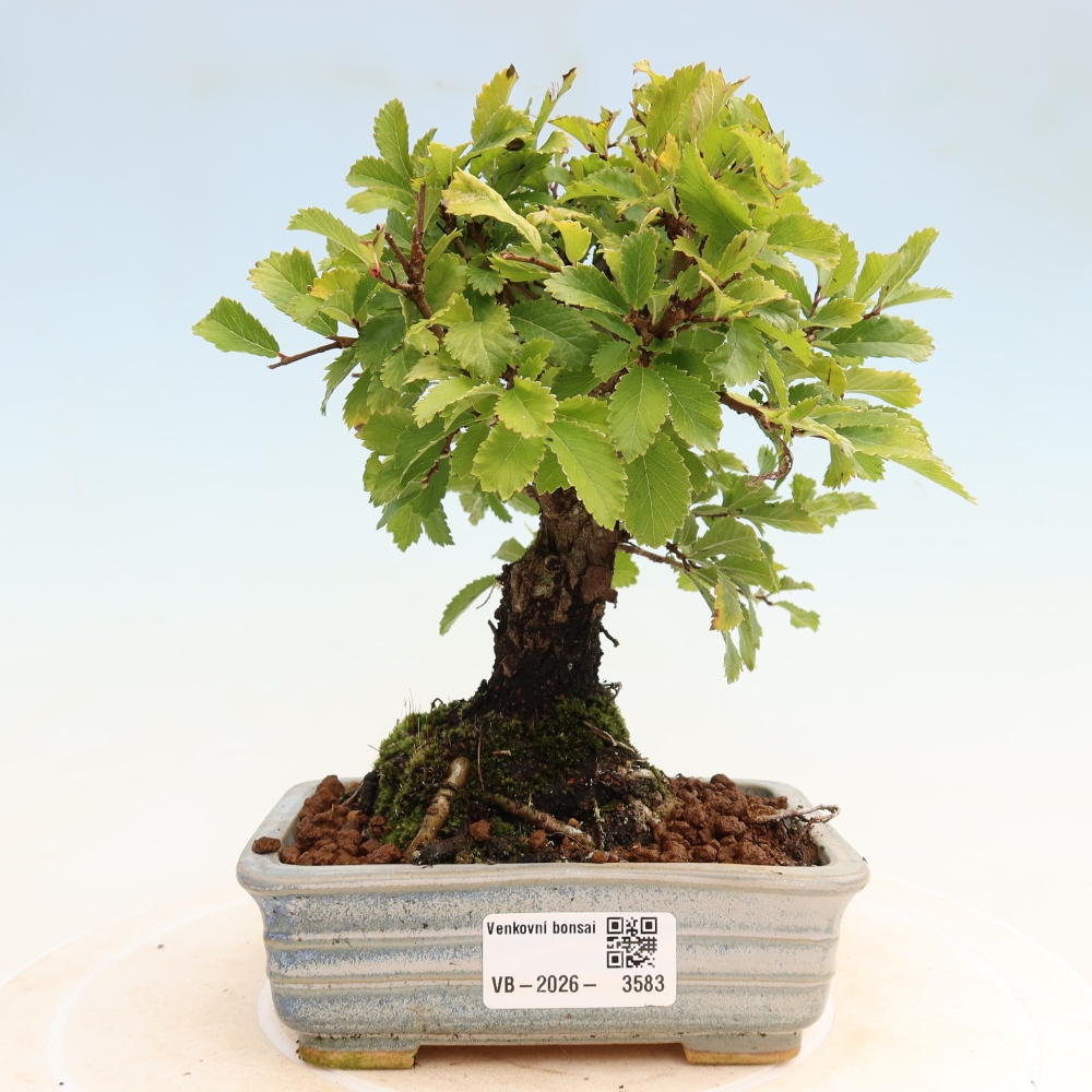Bonsai da esterno - Zelkova - Zelkova NIRE