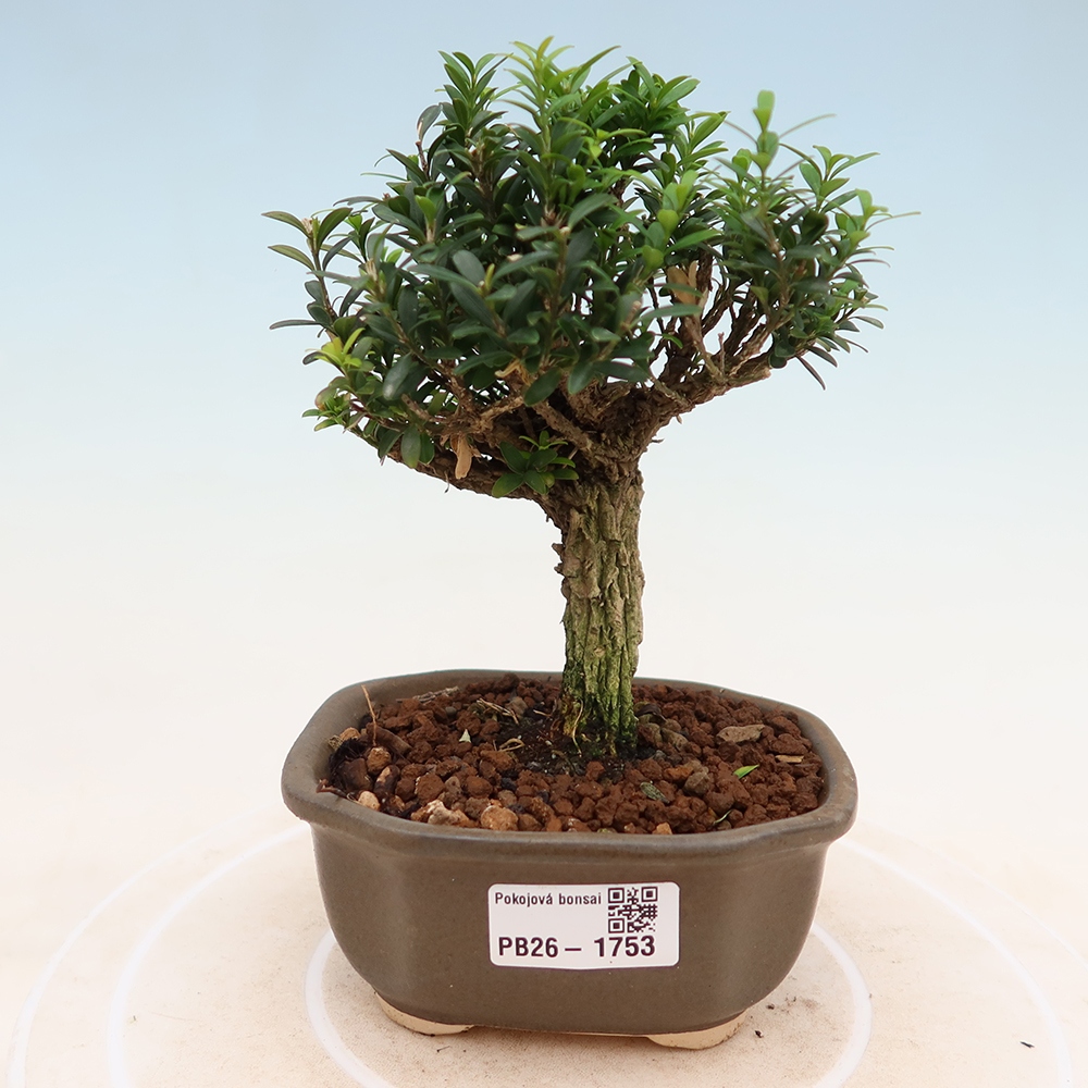 Camera bonsai - Buxus harlandii - buxus da sughero