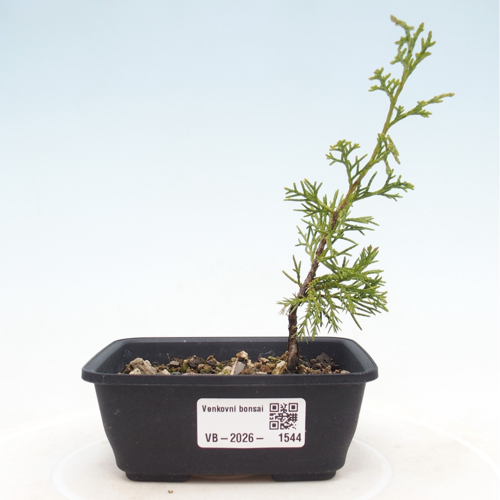 Bonsai da esterno - Juniperus chinensis Itoigawa