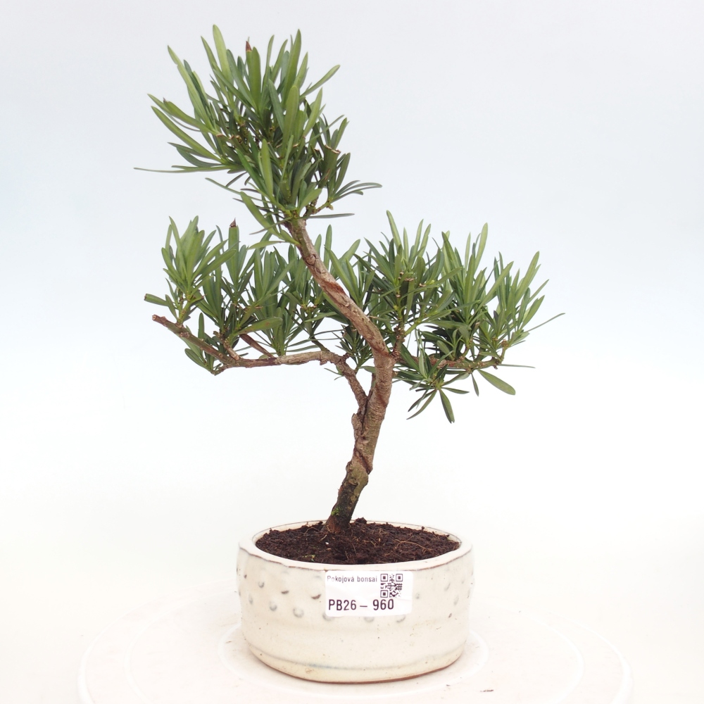 Camera bonsai - Podocarpus - Tasso delle pietre
