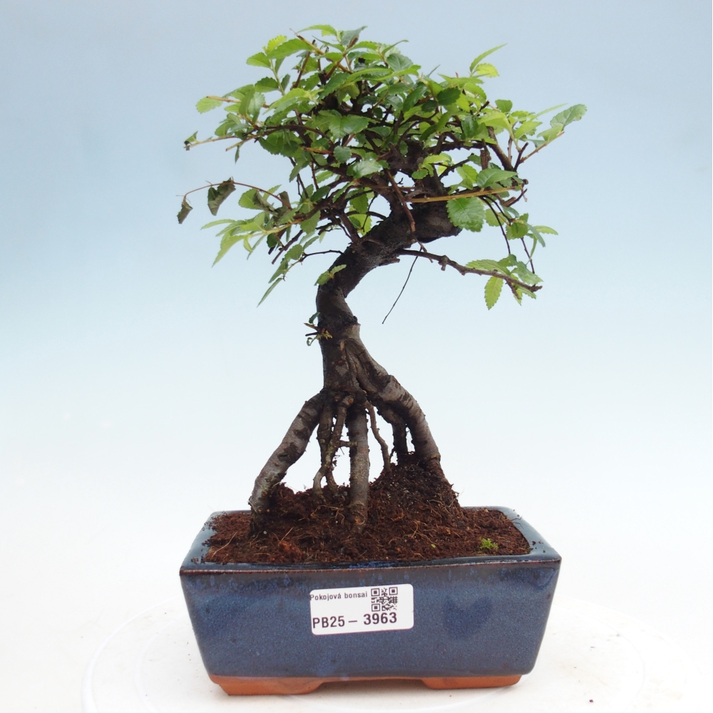 Camera bonsai - Ulmus parvifolia - Olmo a foglie piccole