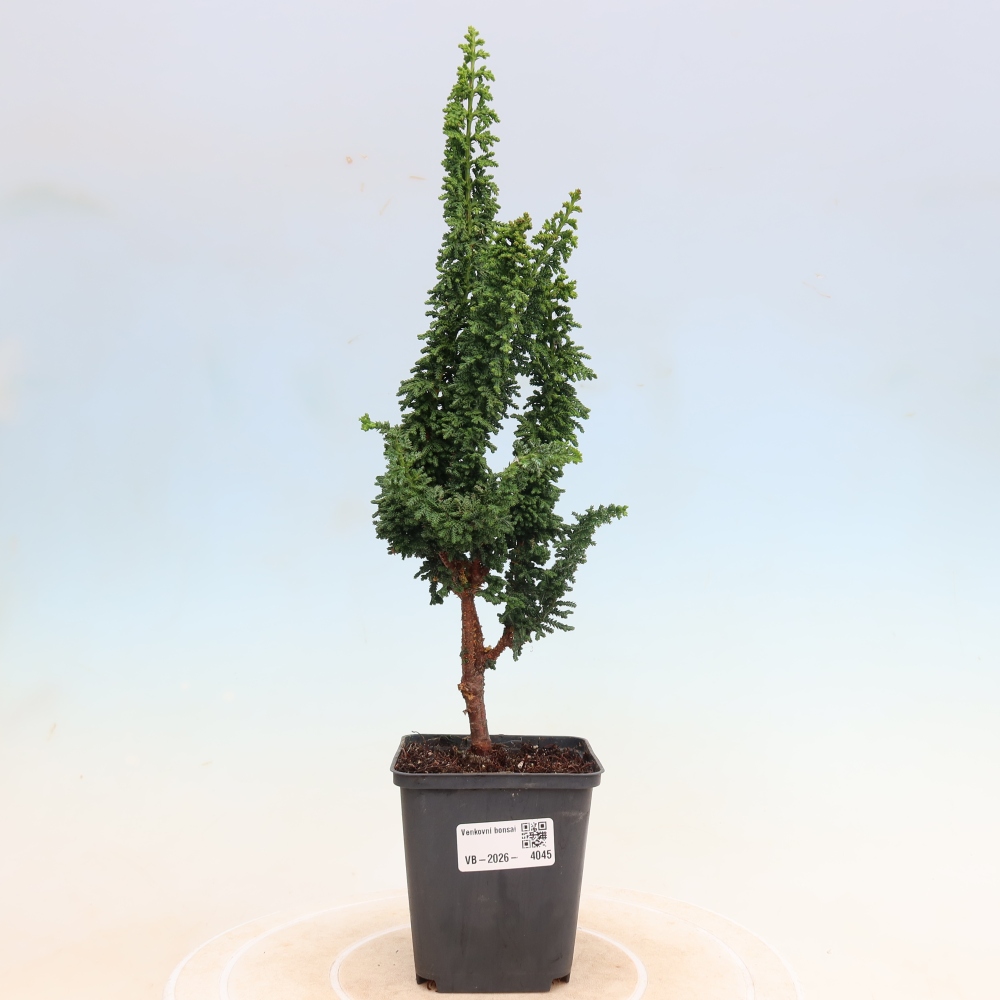 Bonsai da esterno - Cham. obtusa SEKKA HINOKI - Cipresso