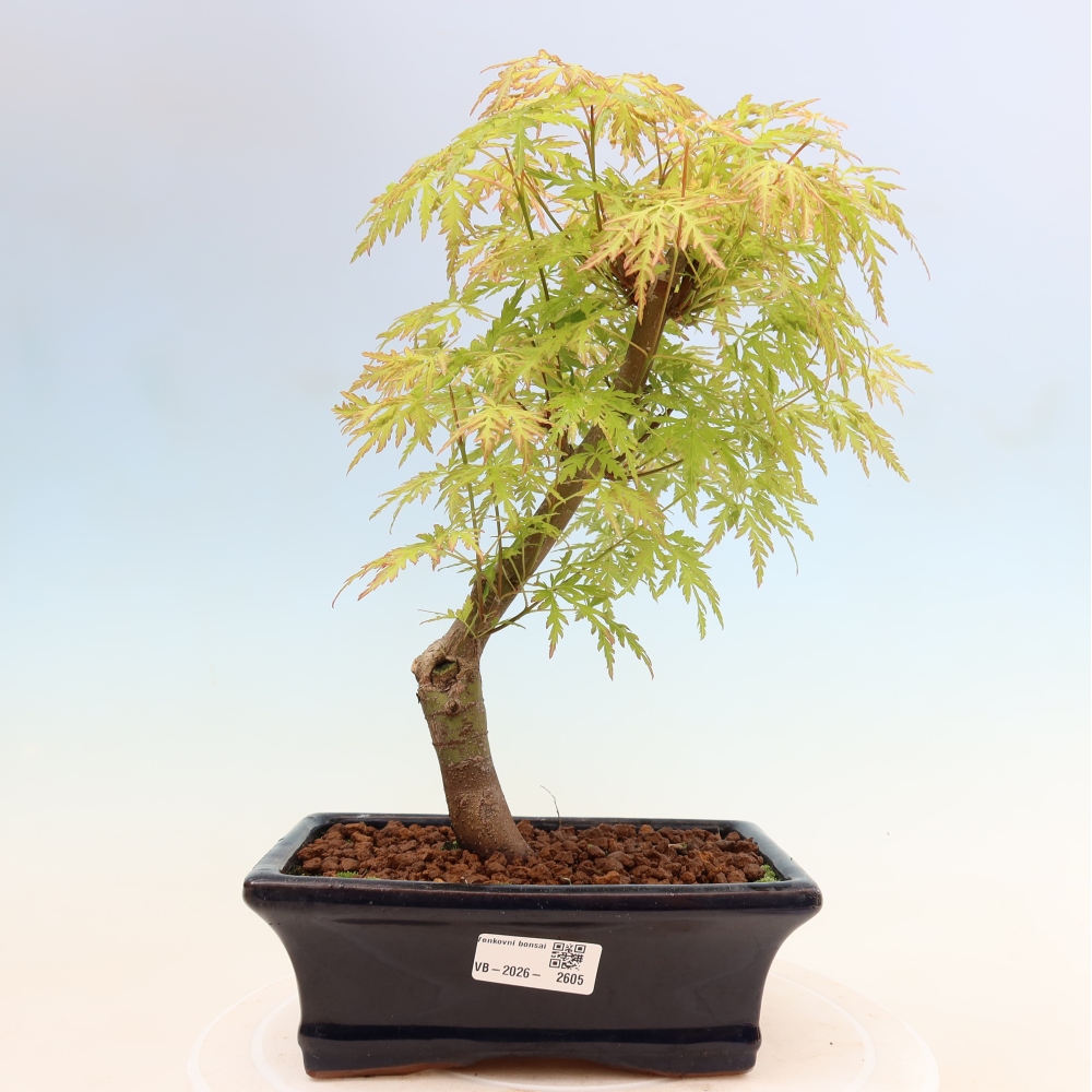 Bonsai da esterno - Acer palmatum Dissectum