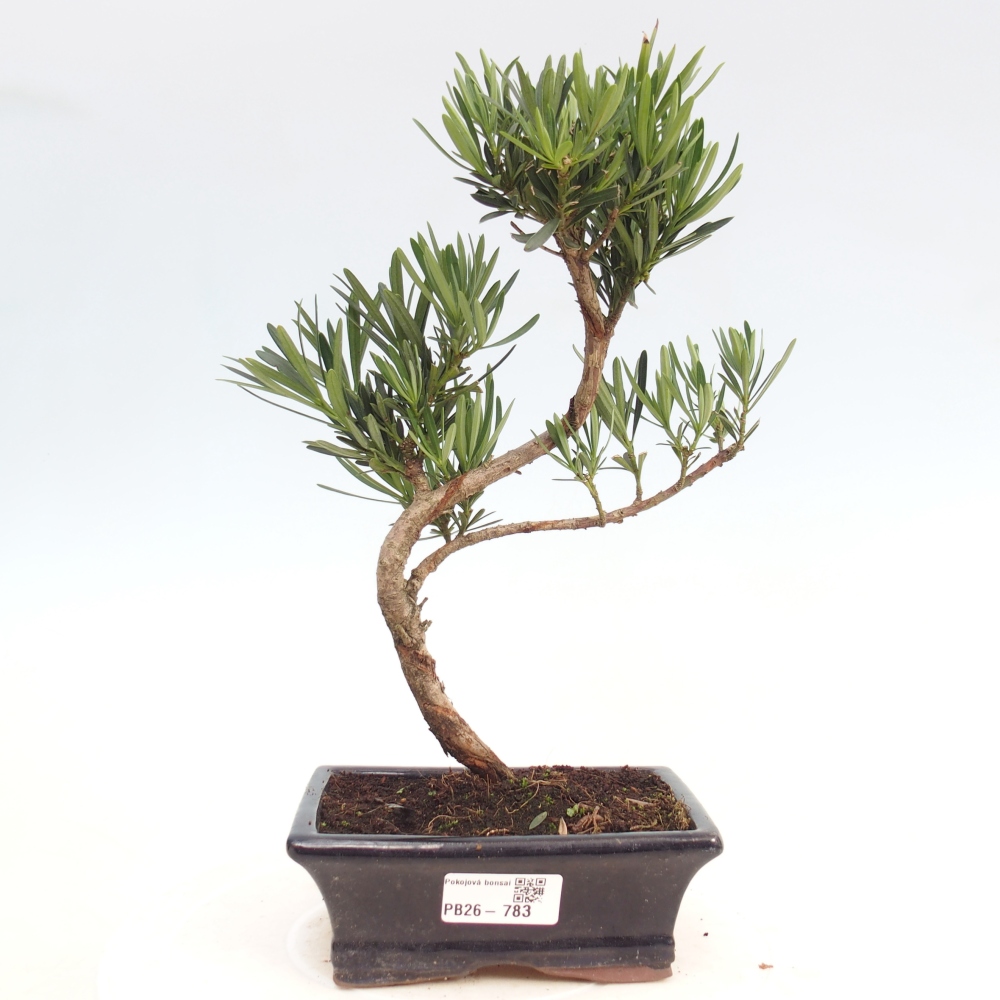 Camera bonsai - Podocarpus - Tasso delle pietre