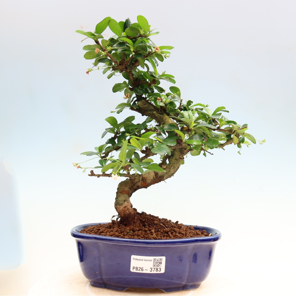 Camera bonsai - Carmona macrophylla - Tea fuki
