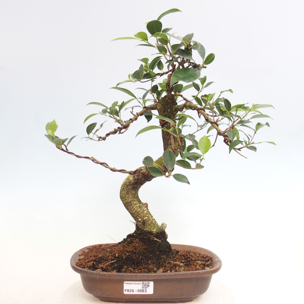 Camera bonsai - Ficus retusa - ficus a foglie piccole