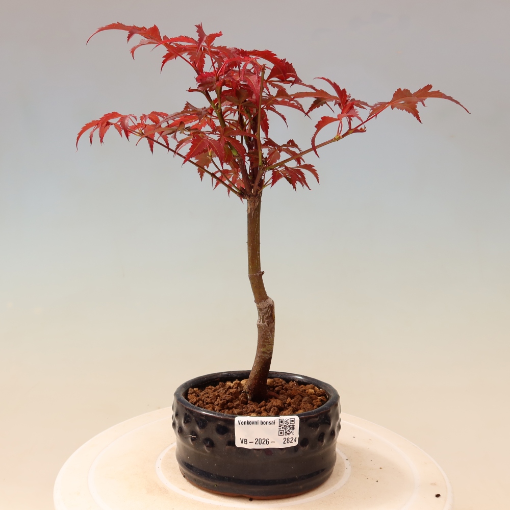 Bonsai da esterno - Palma Acer. Atropurpureum-Javor palmate
