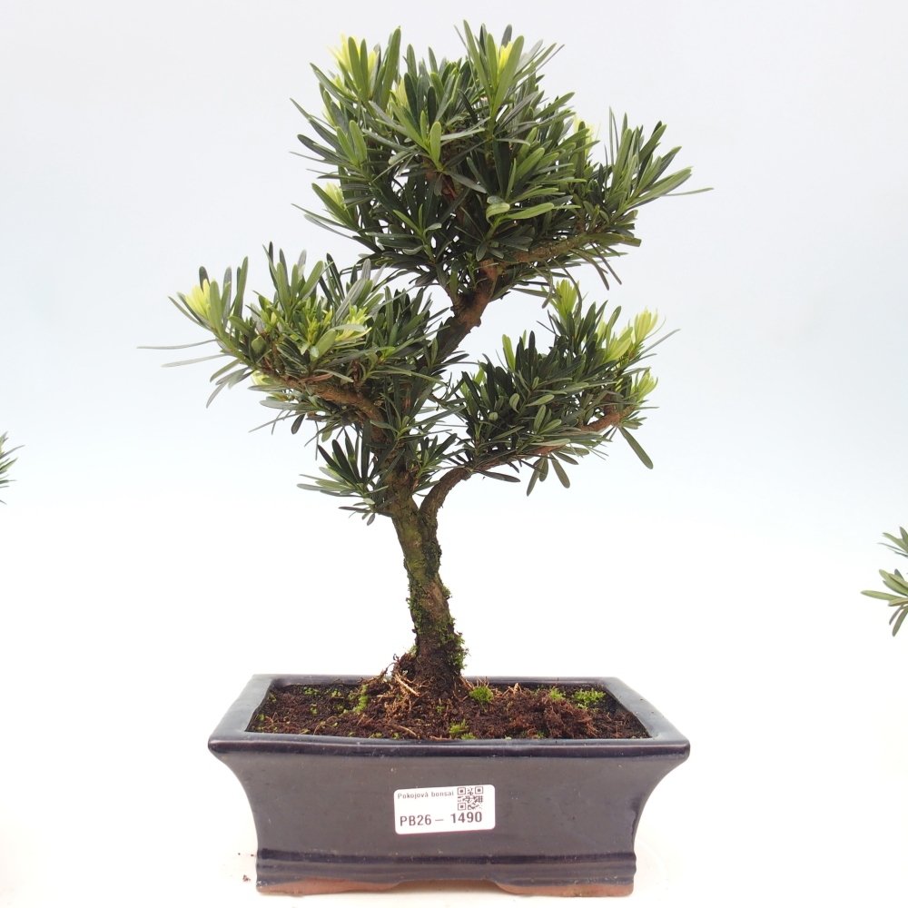 Camera bonsai - Podocarpus - Tasso delle pietre