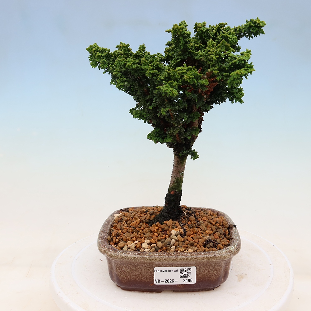 Bonsai da esterno - Cham. obtusa SEKKA HINOKI - Cipresso