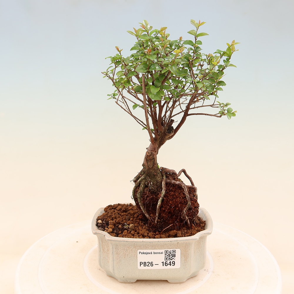 Camera bonsai - Sageretia thea - Sageretia thea